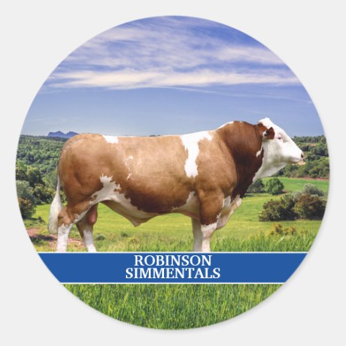 Simmental Bull in Pasture  Classic Round Sticker