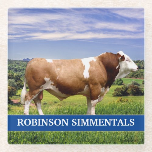 Simmental Bull in Pasture  Glass Coaster