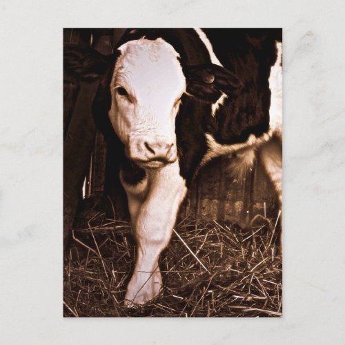 Simmental X Holstein Bull Calf Postcard