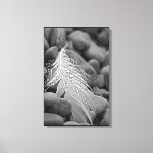 Simple Black and White Swan Feather Water Drops Canvas Print