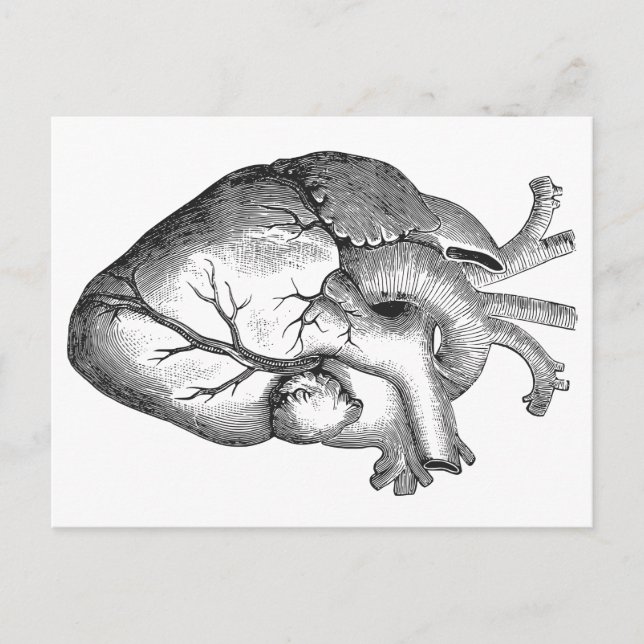 Simple Black White Anatomy Heart Illustration Postcard (Front)