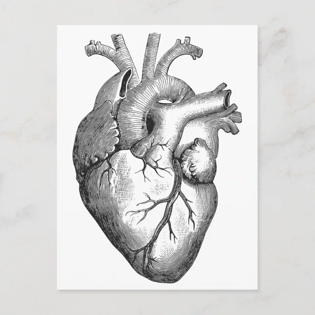 Simple Black White Anatomy Heart Illustration Postcard | Zazzle