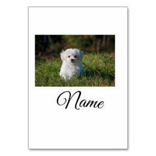 Simple colorful animal add name photo custom throw table number