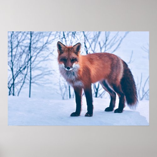 Simple Elegant Red Fox Artwork  Poster