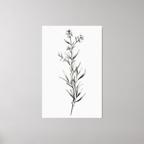 Simple Monochrome Rosemary Sketch Canvas Print