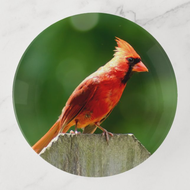 Simple Northern Cardinal Red Bird in Summer Trinket Tray (Front)