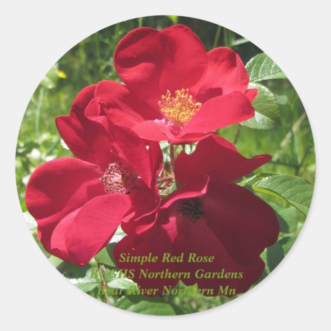 Simple Red Roses Classic Round Sticker (Front)