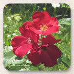 Simple Red Roses Coaster<br><div class="desc">Simple Red Roses, PhotOriginal. PhotOriginals are photos from my beautiful Bear River northern Minnesota secret country cottage gardens. Geometric patterns are all derived from PhotOriginals. They are unique designs, not sold through mass markets. They are named, labeled and available individually and in sets. https://www.facebook.com/GHSNorthernGardens/ and http://www.ghsnortherngardens.com/ and https://www.zazzle.com/photoriginalsbyghs/products</div>