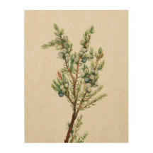 Simple Vintage Botanical Mountain Juniper