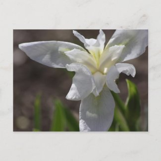 Simple White Heirloom (Cemetery) Iris postcard