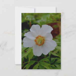 Simple White Peony Flower Note Card
