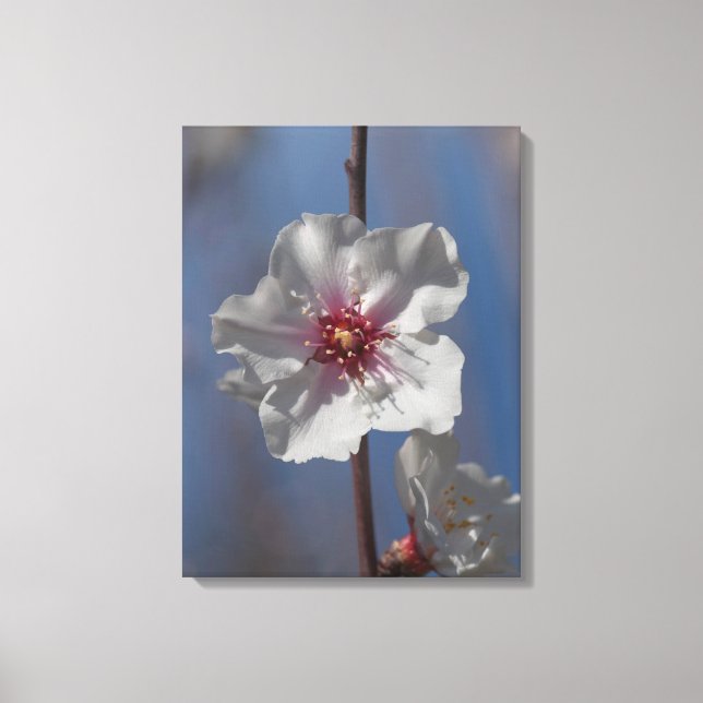Simple White Spring Almond Tree Floral Art Elegant Canvas Print (Front)