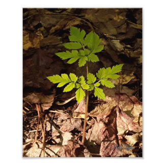 Simplicity Photo Print