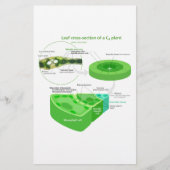 Simplified C4 Photosynthesis Diagram (Front)