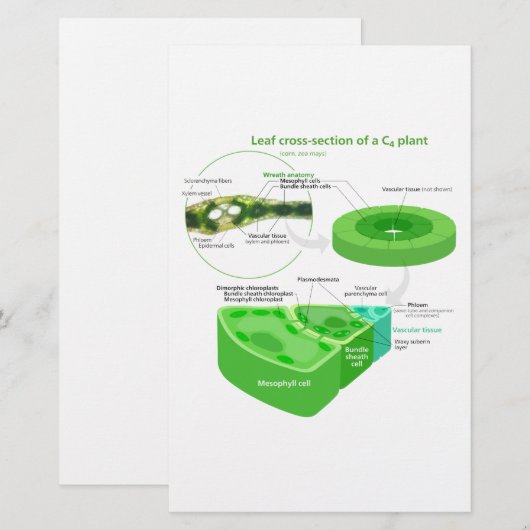 Simplified C4 Photosynthesis Diagram (Front/Back)