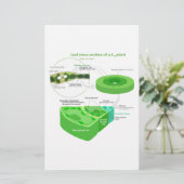 Simplified C4 Photosynthesis Diagram (Standing Front)
