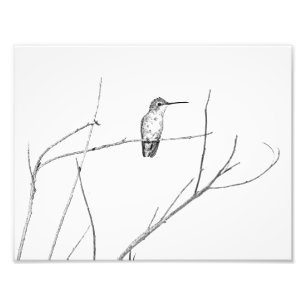 Simply a hummingbird on a stick photo print