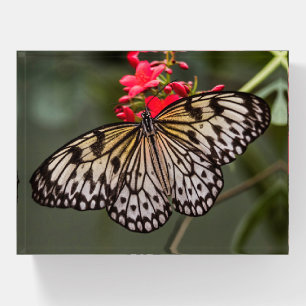 Simply a Paper Kite Butterfly Paperweight