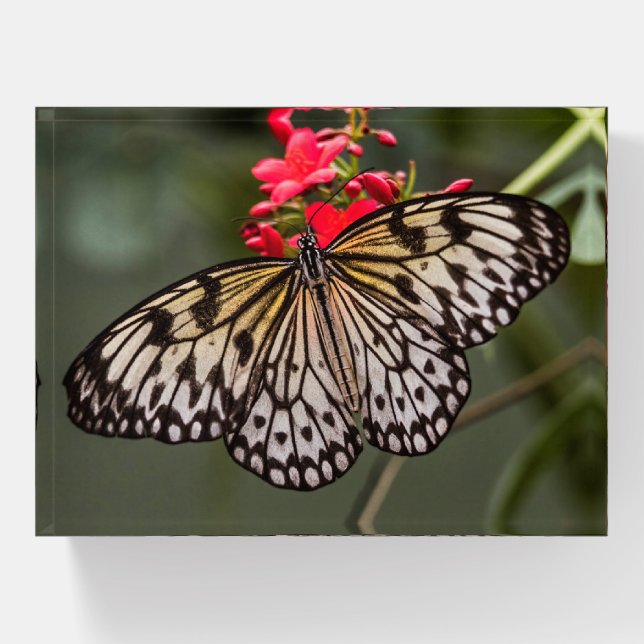 Simply a Paper Kite Butterfly Paperweight (Front)