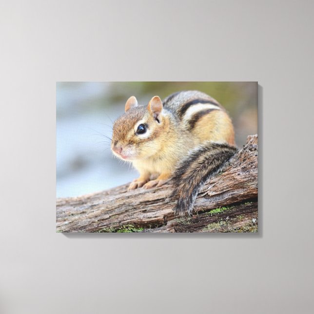 Simply Adorable Little Chipmunk Canvas Print (Front)