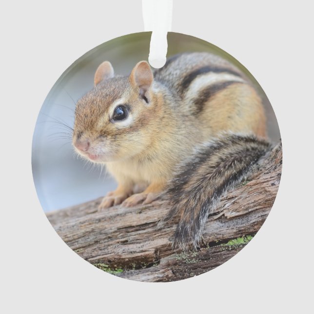 Simply Adorable Little Chipmunk Ornament (Back)