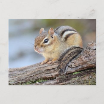 Simply Adorable Little Chipmunk Postcard by Meg_Stewart at Zazzle