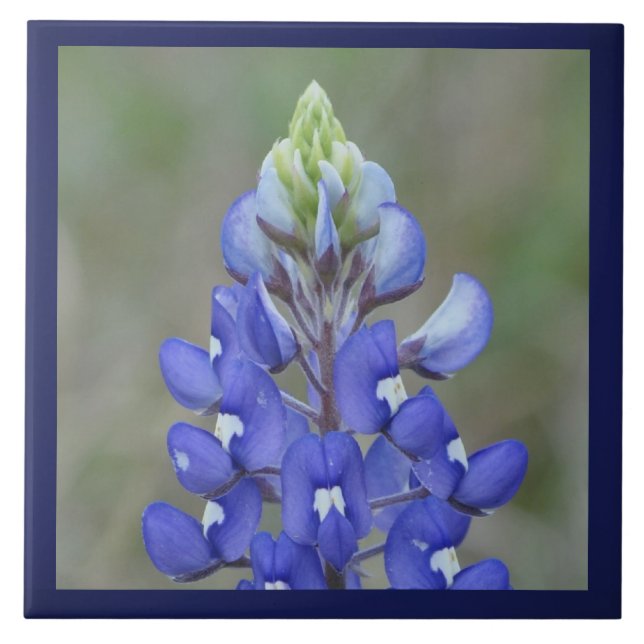 Simply Bluebonnet Flower Tile (Front)