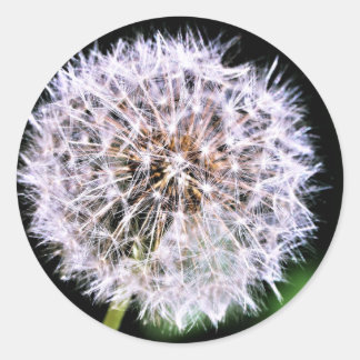 Simply Elegant Dandelion Seeds Summer Classic Round Sticker