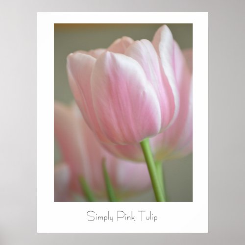 Simply Pink Tulip Poster
