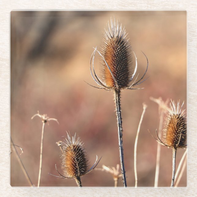 Simply Thistle Glass Coaster (Front)