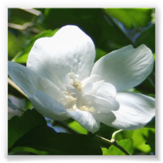 Simply White Photo Print