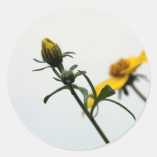 Simply Yellow flower modern Stcker Classic Round Sticker