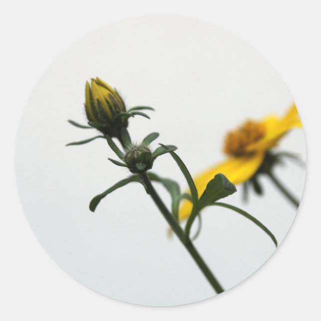 Simply Yellow flower modern Stcker Classic Round Sticker (Front)