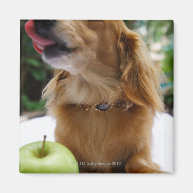 Singapore 5 magnet (Front)