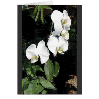 Singapore orchid 4 cards