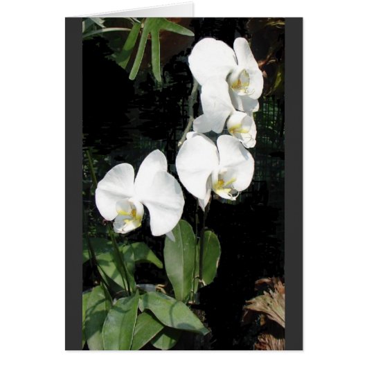 Singapore orchid 4 cards (Front)