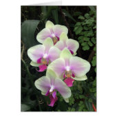 Singapore orchid photo card (Front)