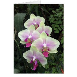 Singapore orchid photo card