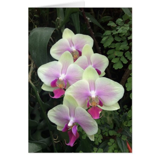 Singapore orchid photo card (Front)