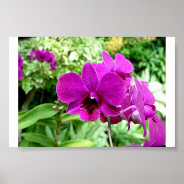 Singapore Orchid Poster (Front)
