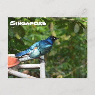 Singapore Postcard: Superb Starling Postcard