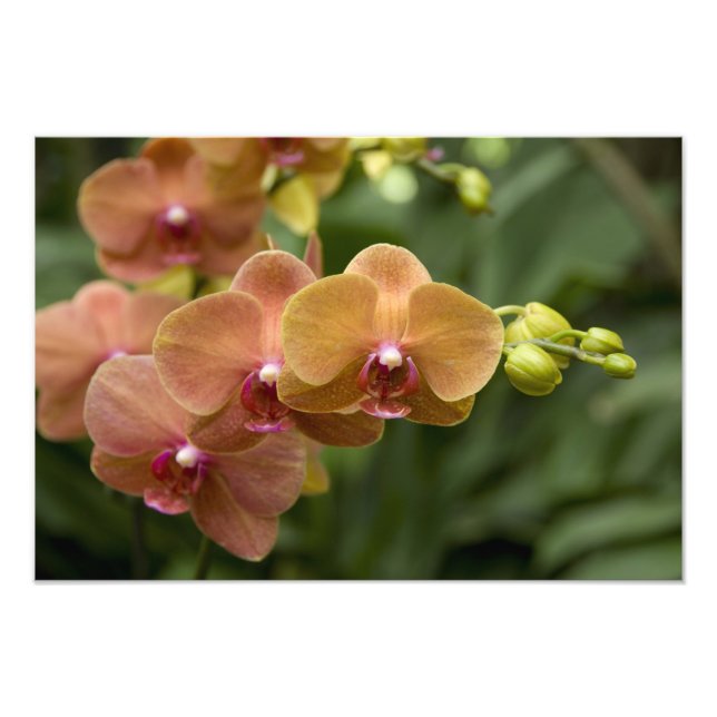 Singapore Sanskrit for Lion City). National 2 Photo Print (Front)