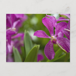 Singapore Sanskrit for Lion City). National Postcard