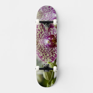 Singapore (Sanskrit for Lion City). National Skateboard Deck