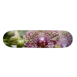 Singapore (Sanskrit for Lion City). National Skateboard Deck