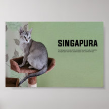 Singapura Cat Breed