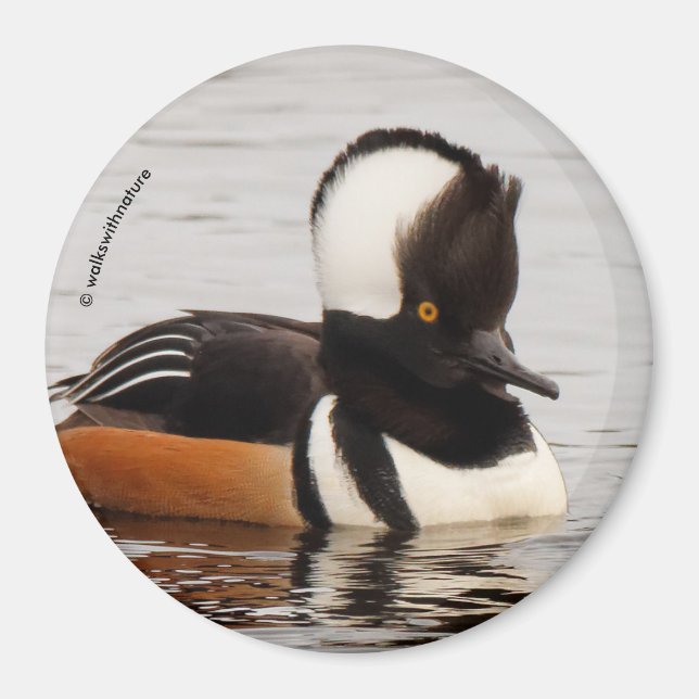 Singer in the Making: Hooded Mergansers Magnet (Front)