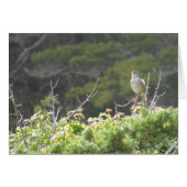 Singing Bird (Front Horizontal)