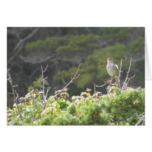 Singing Bird Cards (Front Horizontal)