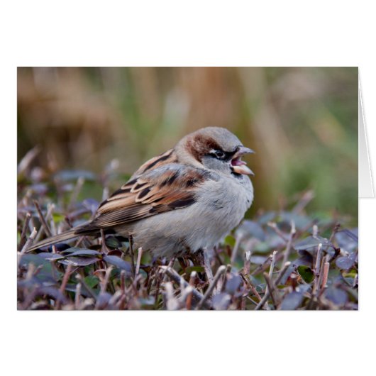 Singing bird cards (Front Horizontal)